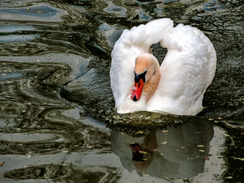 Photograph by Светлана Фокша