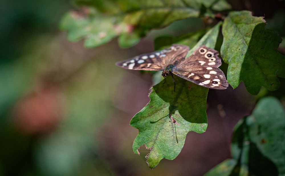 Photograph by Сергей Басов