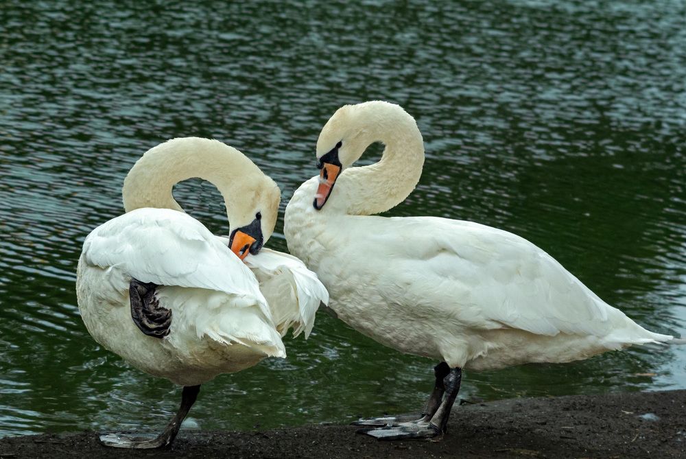 Photograph by Светлана Фокша