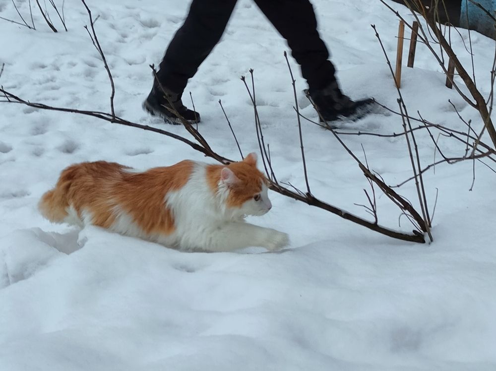 Фотография автора Светлана Смирнова