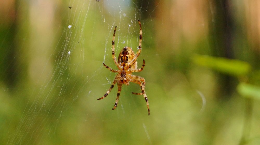 Photograph by Лиза Малыгина