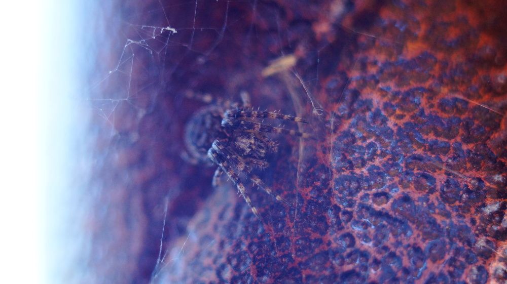 Photograph by Лиза Малыгина