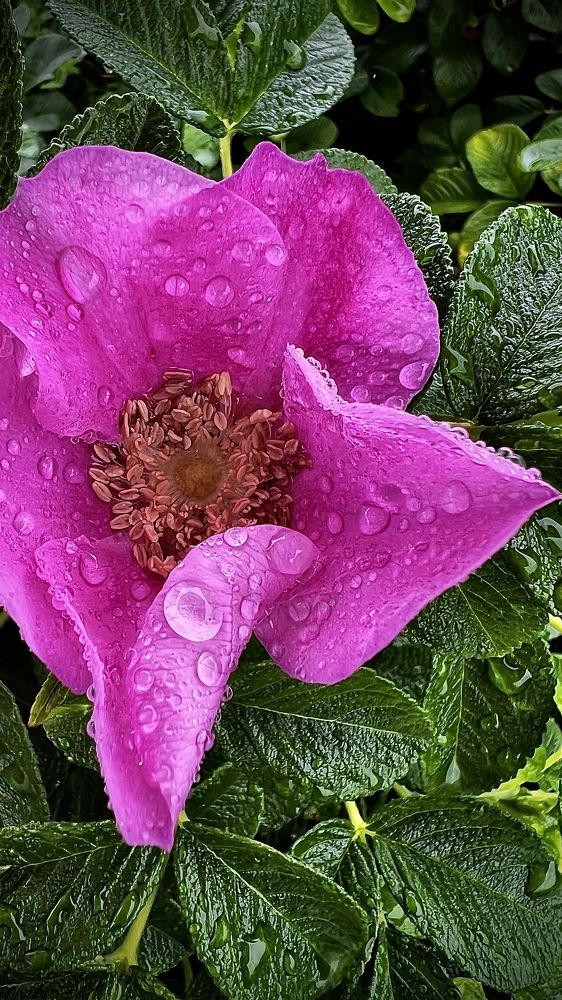 « После дождя».