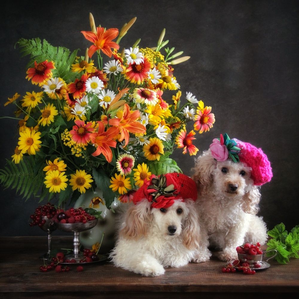 Фотография автора Елена Доянова