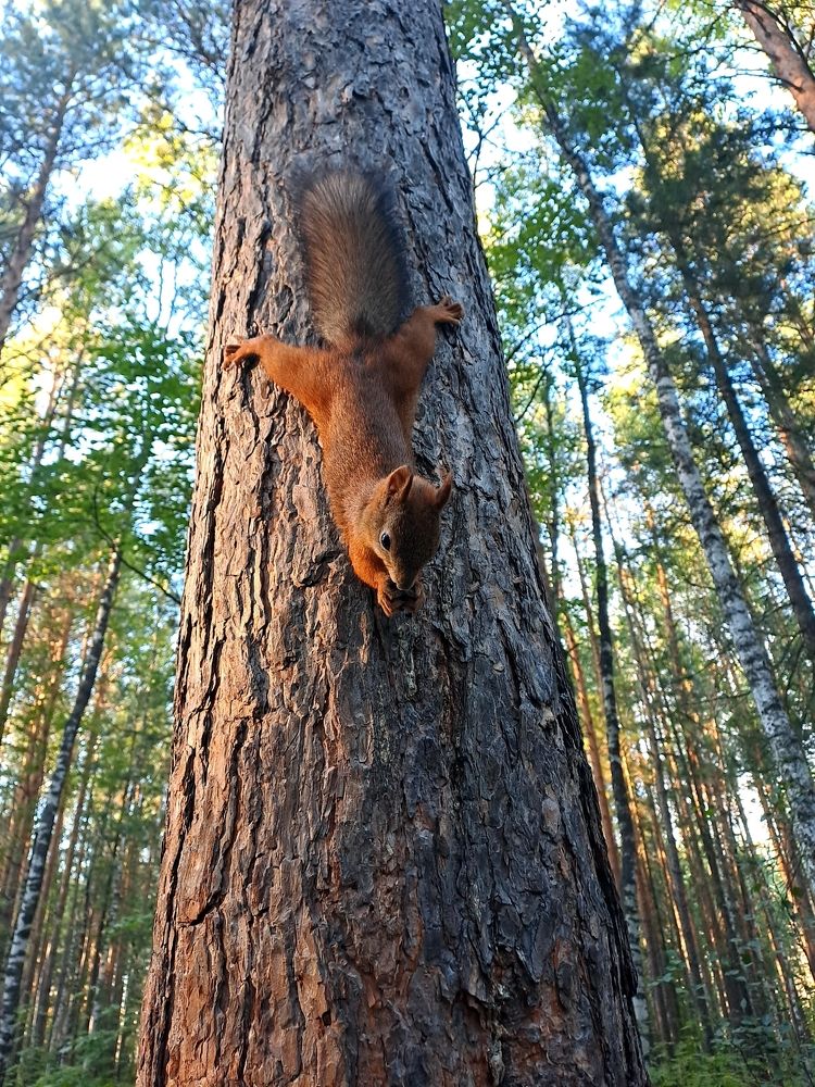 Белка на кедре