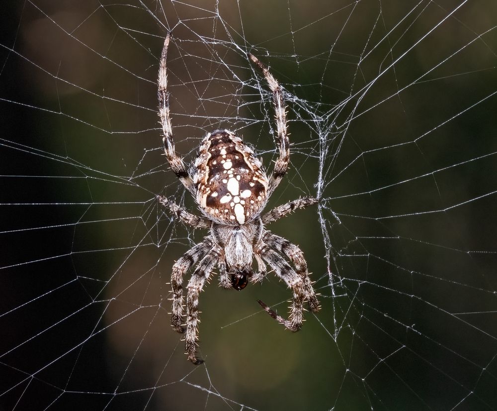 Photograph by Viktor Makarov