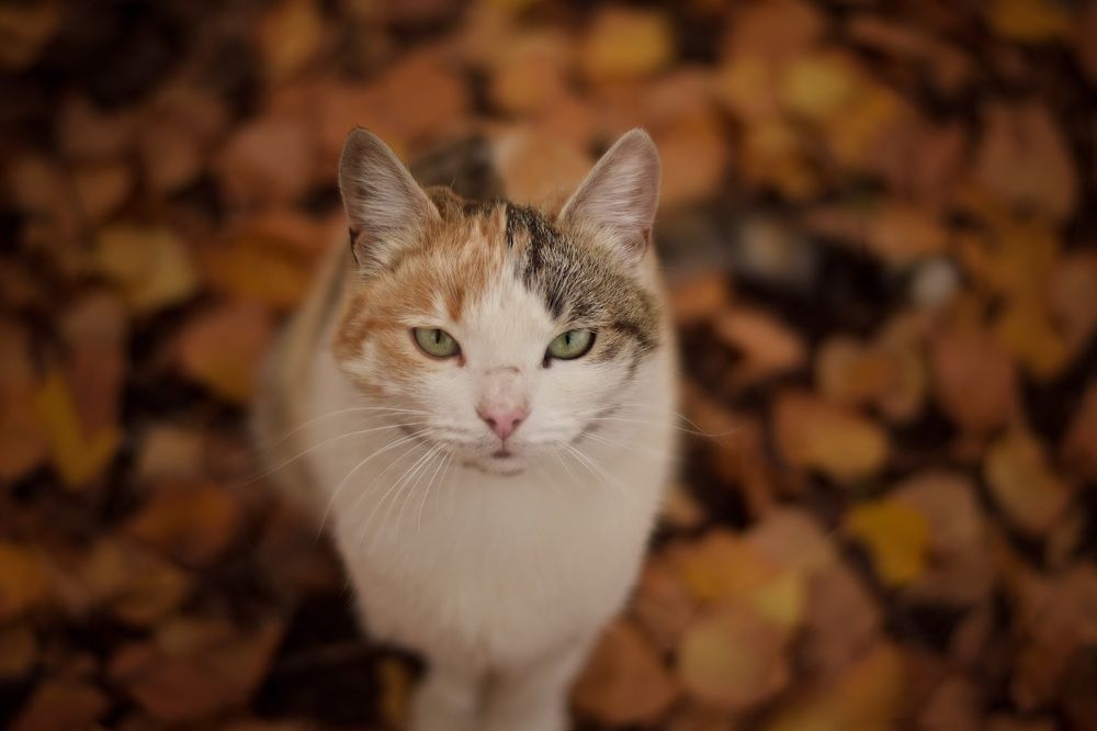 Photograph by Евгения Баширова