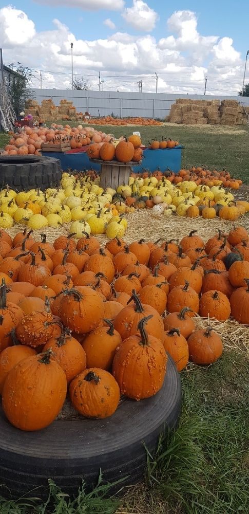 Фотография автора Ольга Мусина