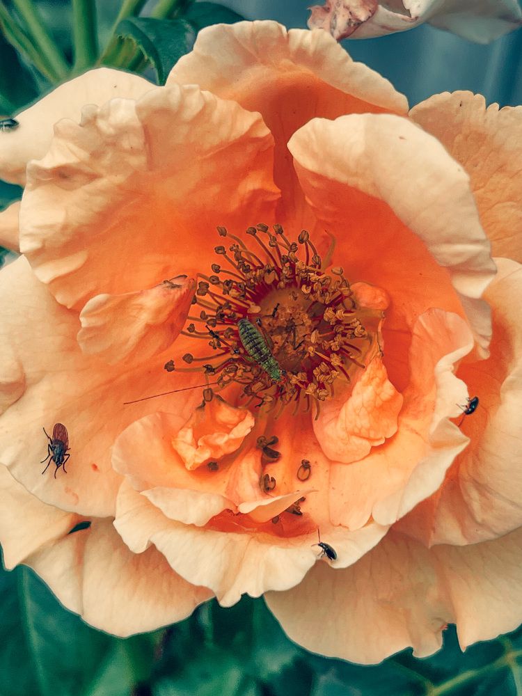 Photograph by Олена Уманцева