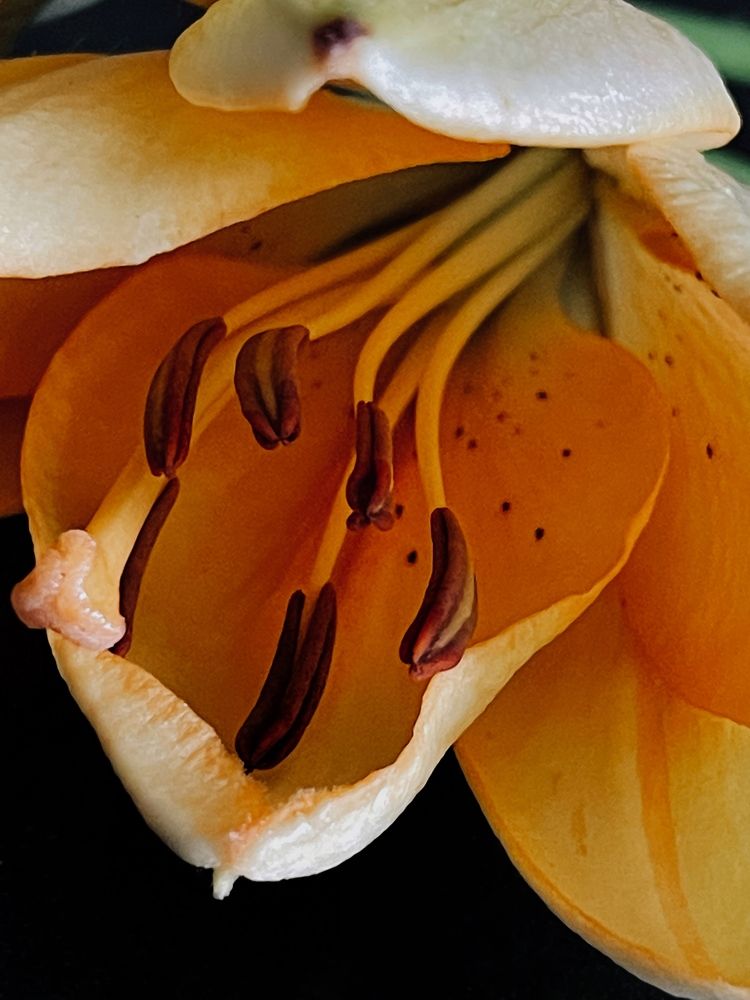 Photograph by Олена Уманцева