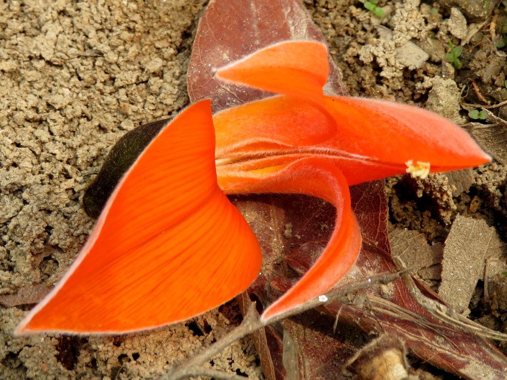 Photograph by Susmita Paul