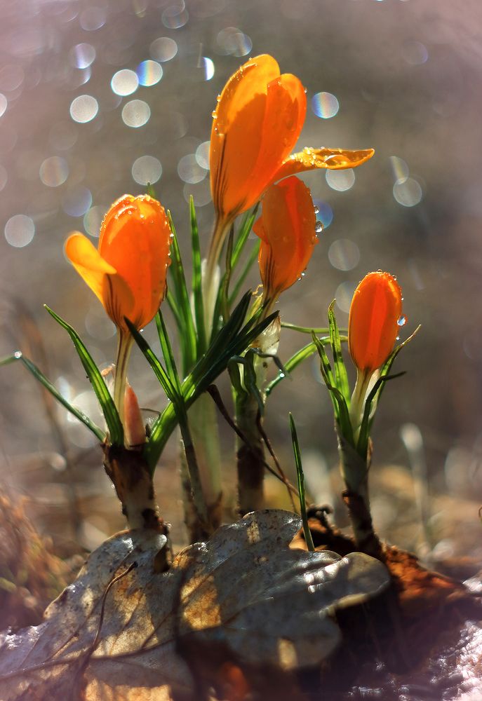 Фотография автора Галина Горькавая