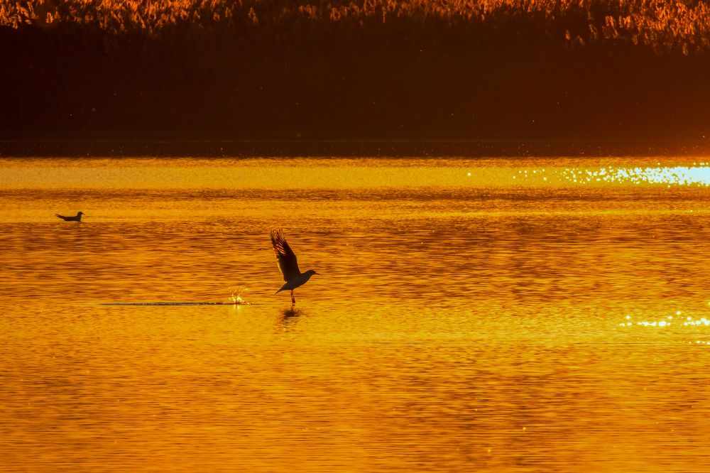 Вечер на озере