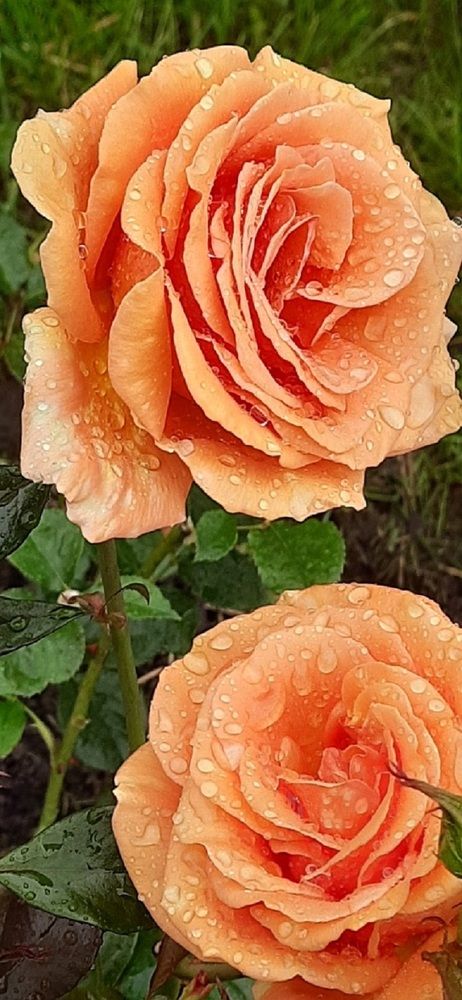 В Петербурге сегодня дожди