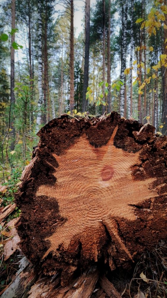 Photograph by Наталья Калюнова