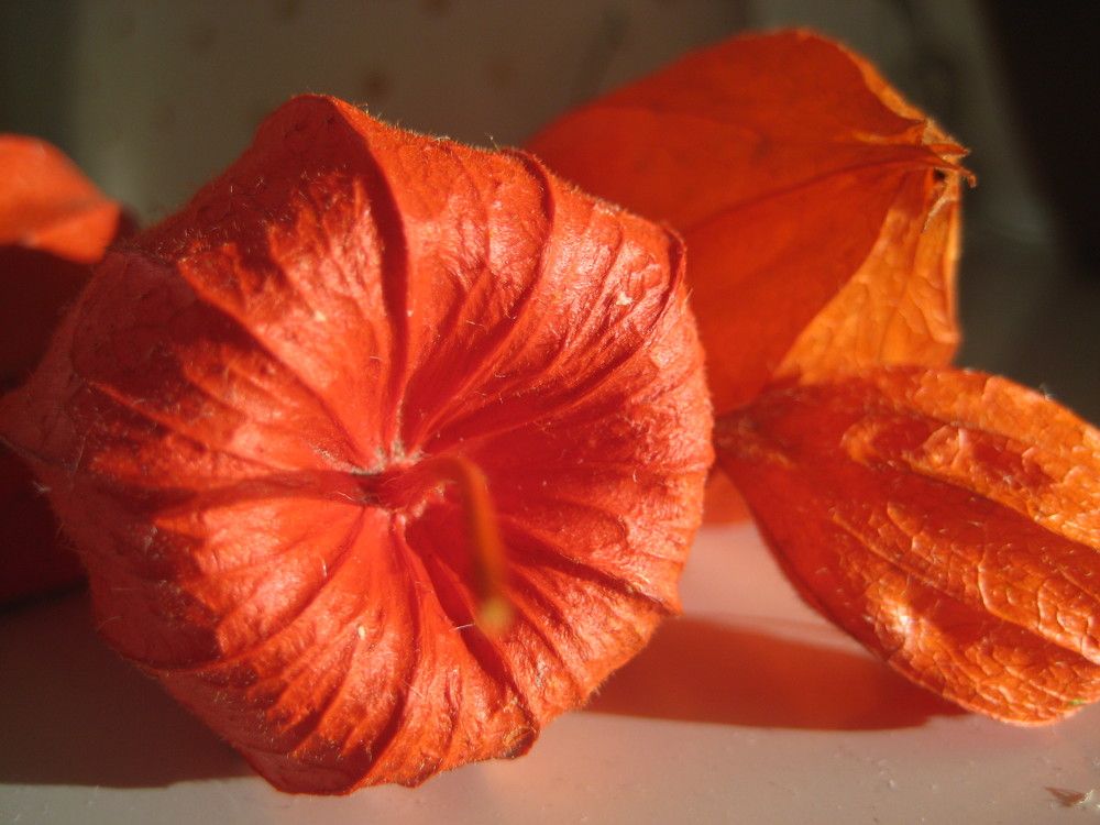 Photograph by Людмила Баглей