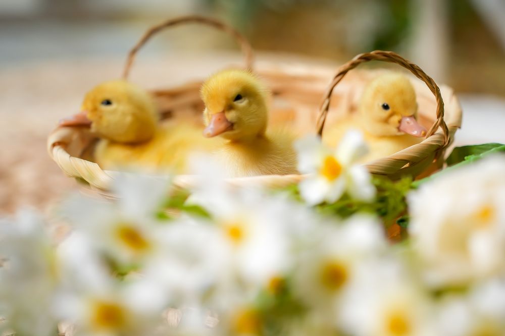 Photograph by Марина Суздаль