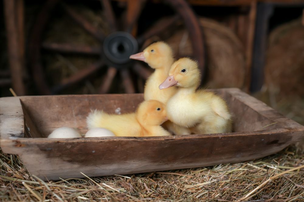 Photograph by Марина Суздаль