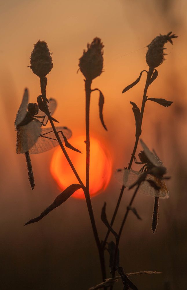 Photograph by Александр Чибиркин