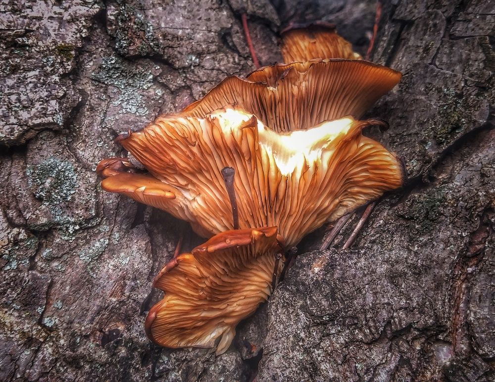 Высоко на дереве