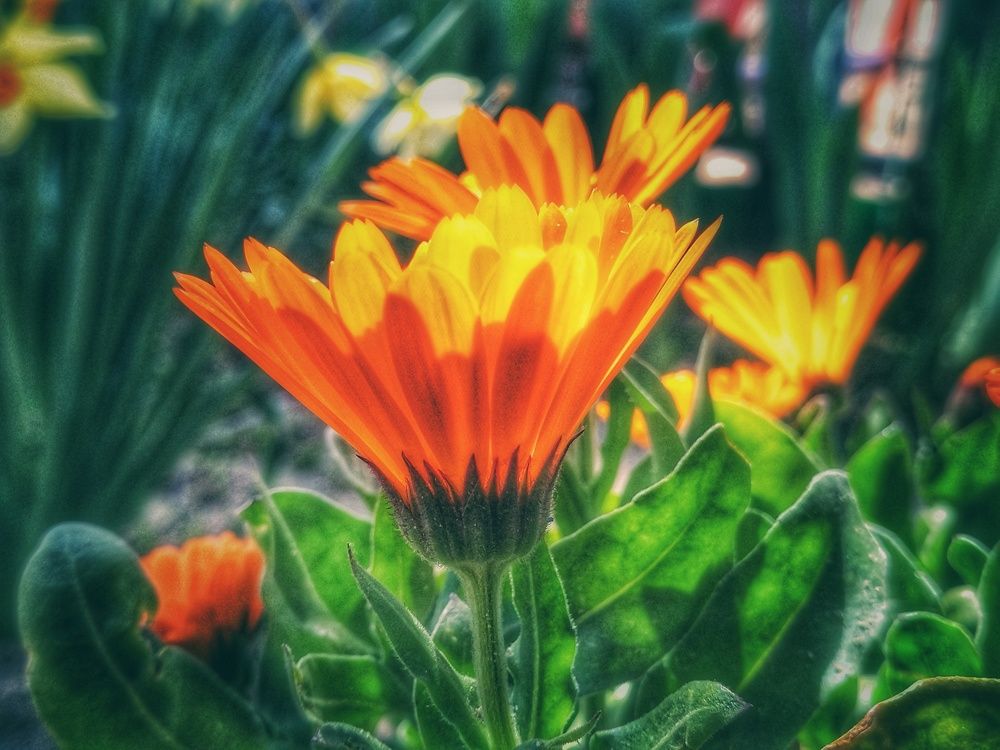 Солнечная Календула