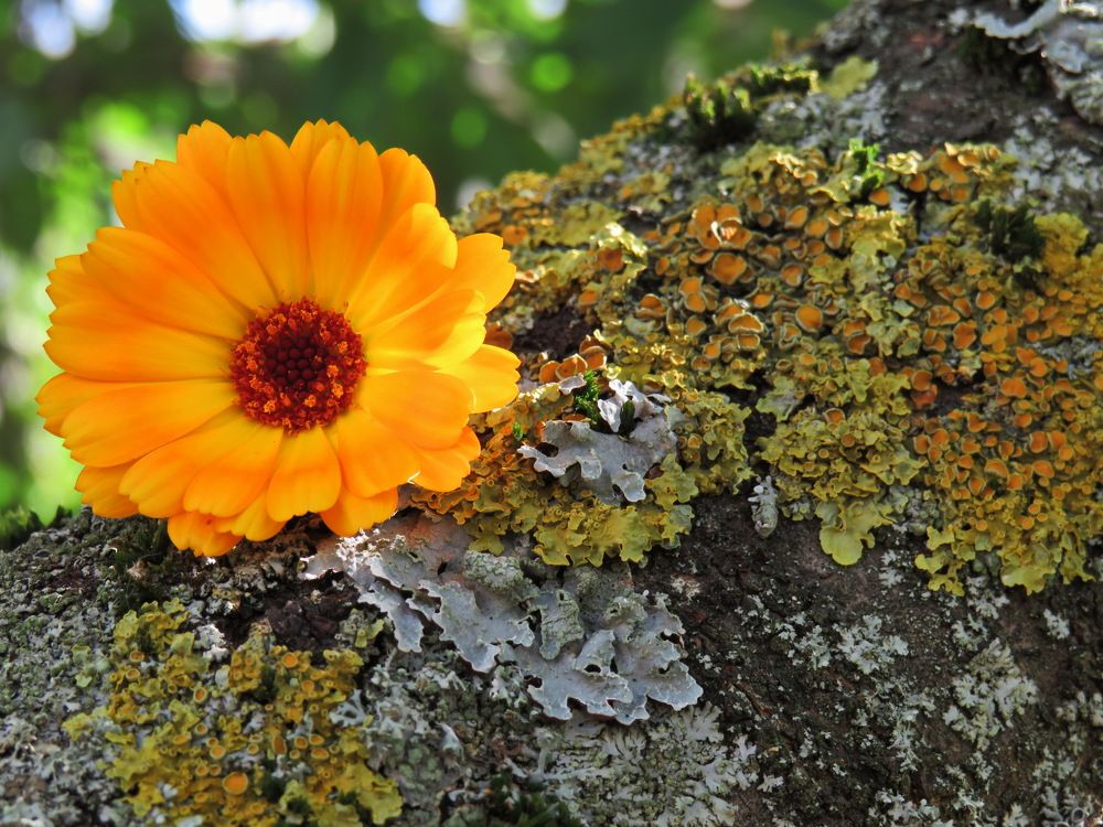 Calendula flower and lichen