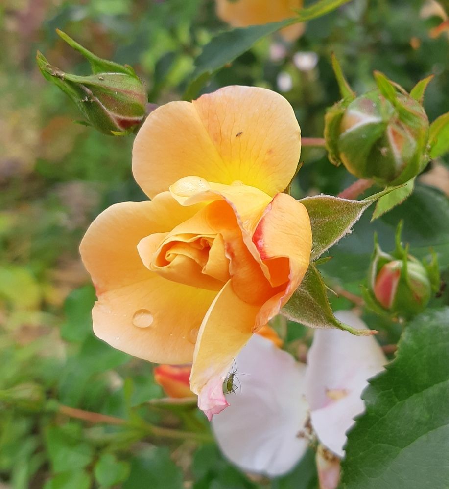 Фотография автора Ирина Лукьянчик