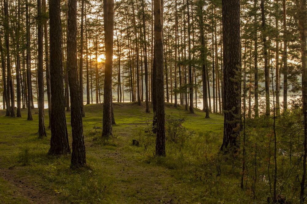 Утро а лесу