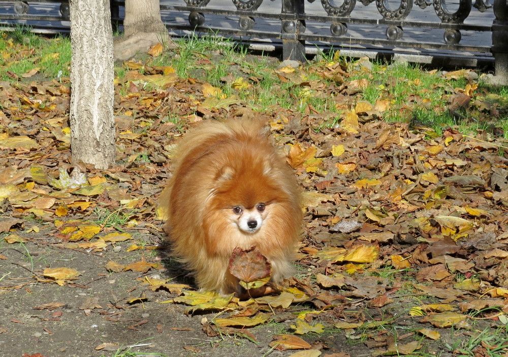 Photograph by Елена Казарина