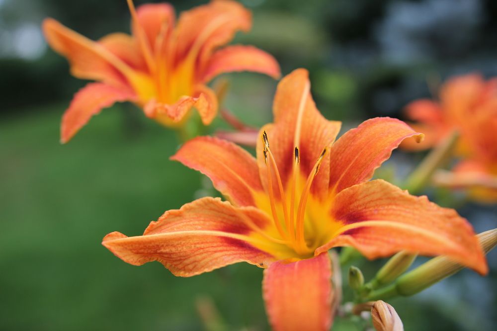 Photograph by Роман Белов