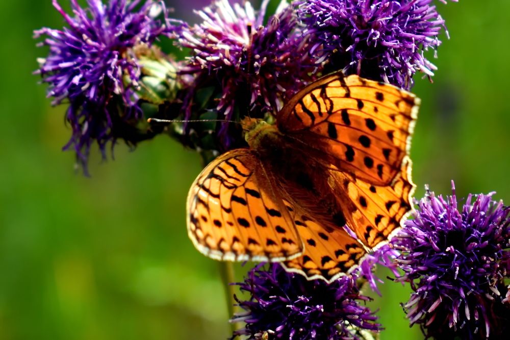 Photograph by НИНА АВЕРЬЯНОВА