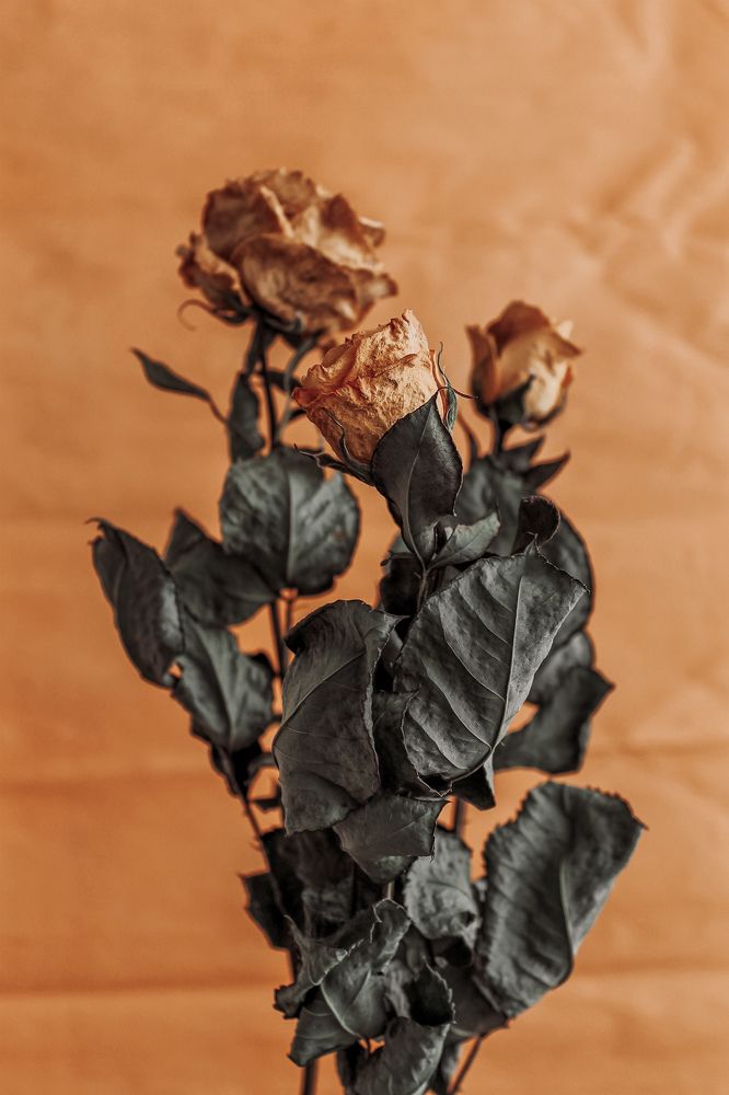 Photograph by Olga Gorokhova