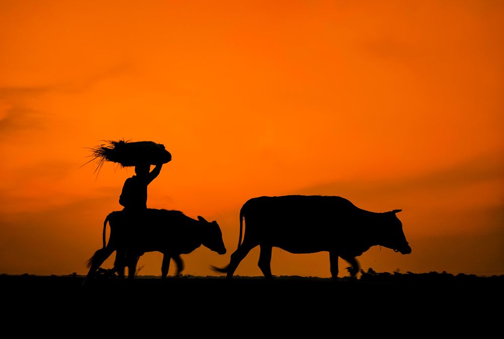 Photograph by Surojit Ghosh