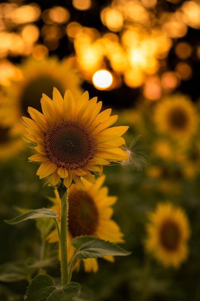 Фотография автора Татьяна Тур