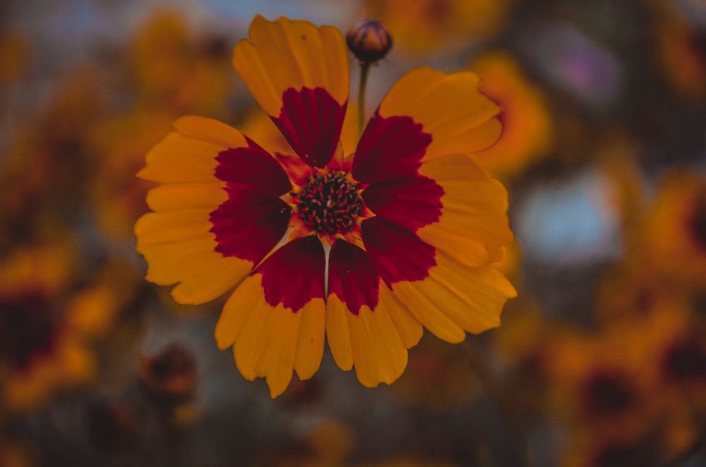 Photograph by Дмитрий Педченко