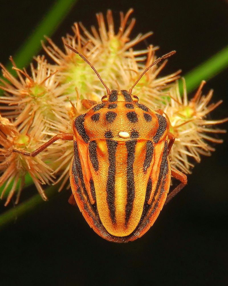 Photograph by Amin Ghaffarian