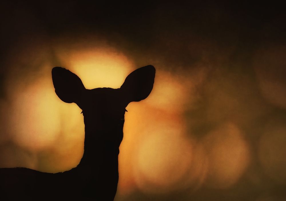 Photograph by Vishal N