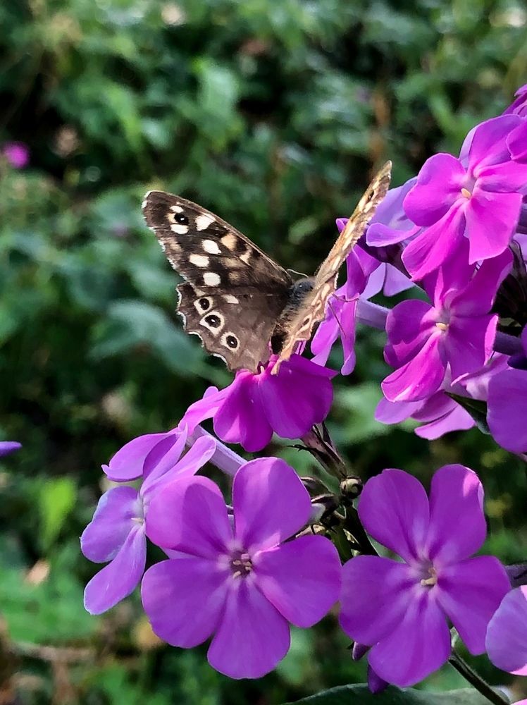 Photograph by Halina Mitsevich