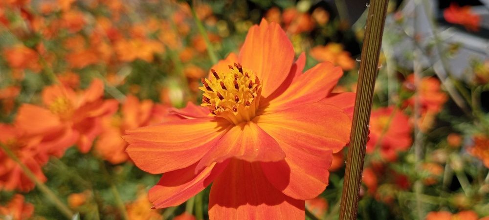 Photograph by Анастасия Кичигина