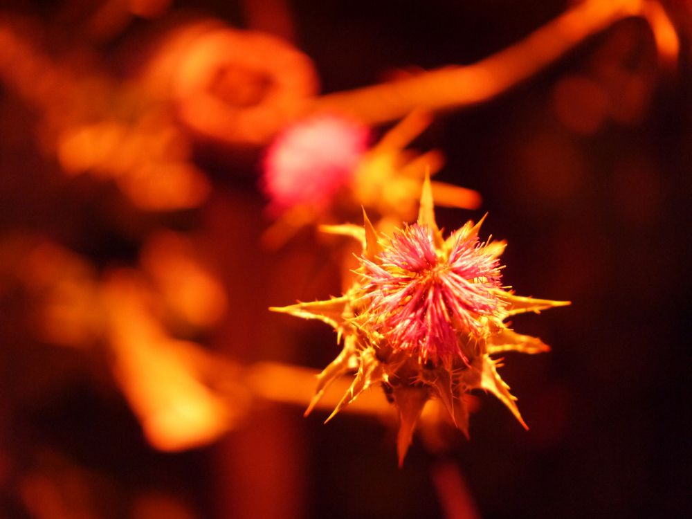 Photograph by Баженова Наталья