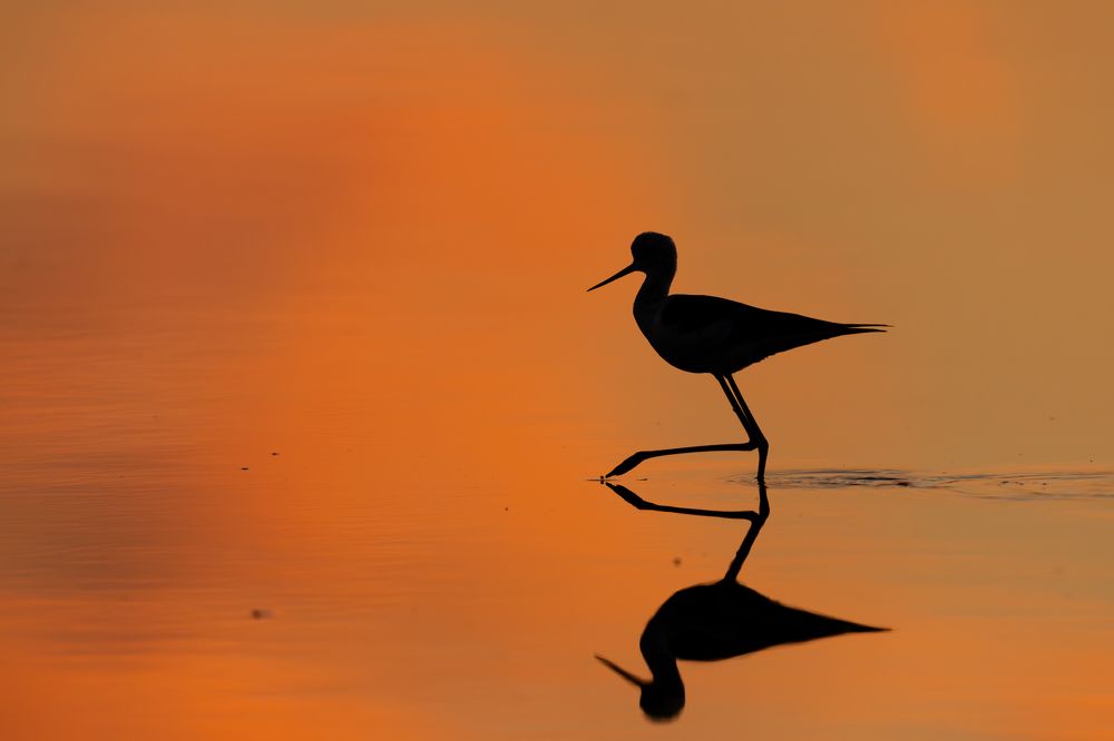 Photograph by Ricardo Ferreira