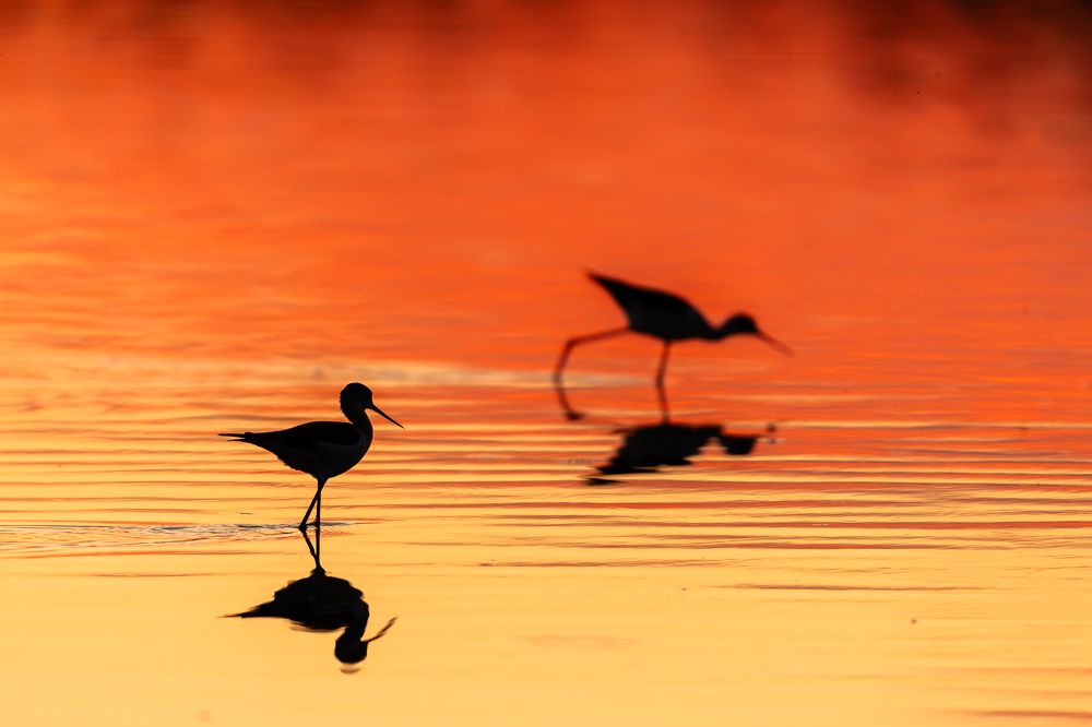 Photograph by Ricardo Ferreira