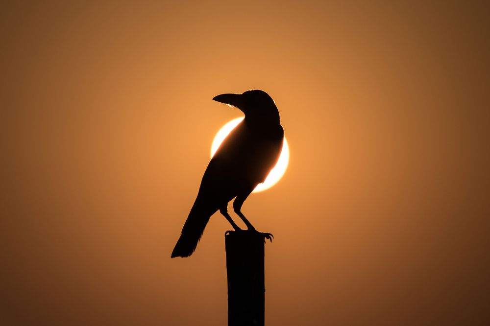 Photograph by GOKUUL T