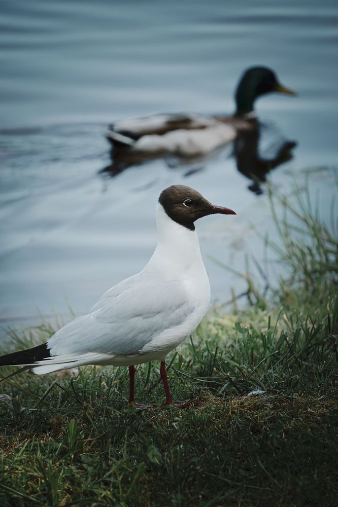 Photograph by Наталья Вололовцева