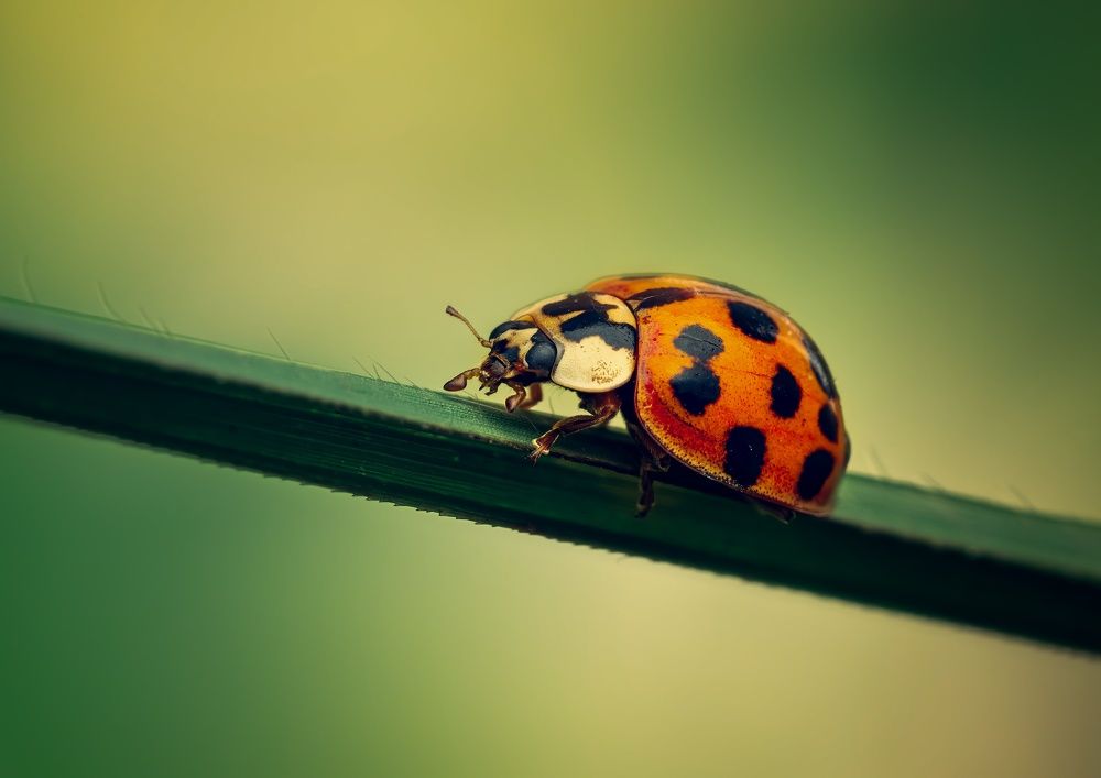 Photograph by Hamed Shahrokhi