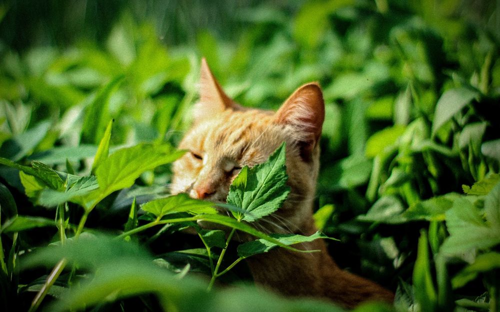 Photograph by Никита Капустин