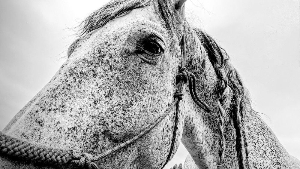 Photograph by Lynx Studios NL