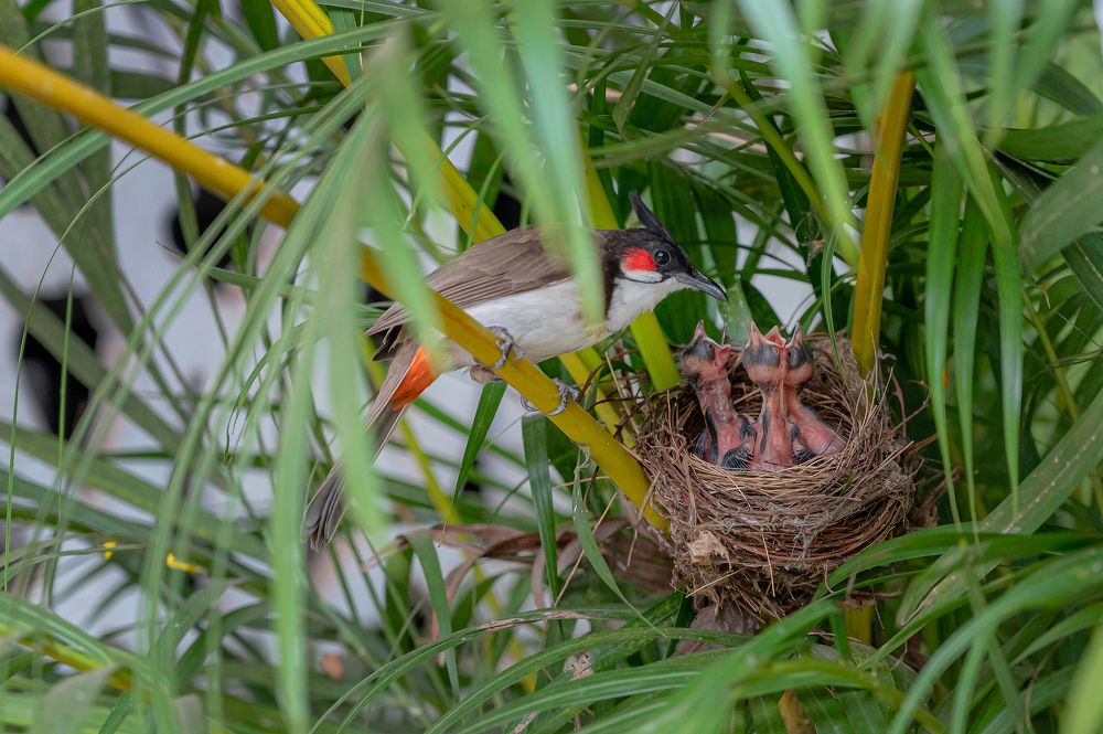 Nature's Tender Care