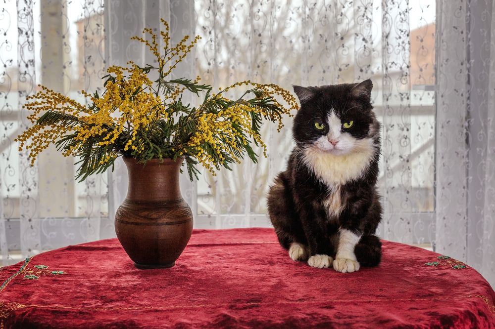 Натюрморт с котом.