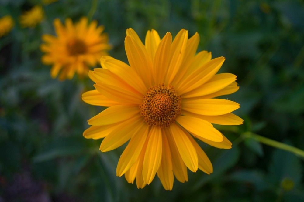 Photograph by Виорика Фоменко